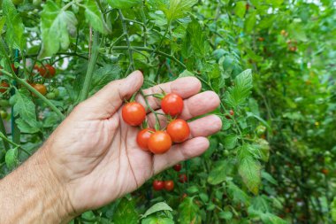 Bir el, bahçedeki yeşil domates çalılarının arka planında olgun kiraz domateslerini tutuyor.