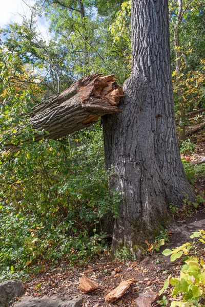 数百年前のオークの木の大部分が壊れ 落ちた — ストック写真