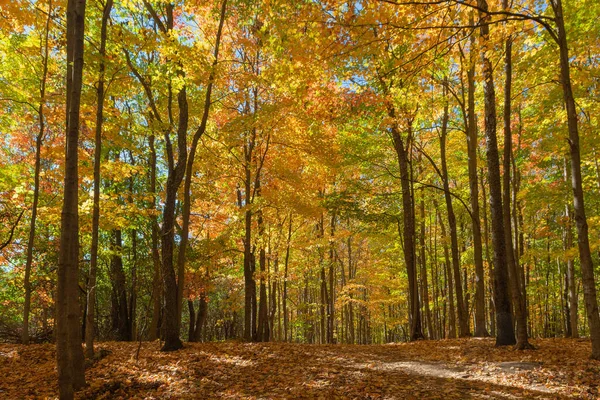 Πανόραμα Ενός Όμορφου Φθινοπωρινού Δάσους Σφενδάμου Όλα Του Μαγικά Χρώματα — Φωτογραφία Αρχείου