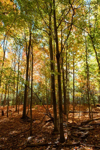 Sol Tarde Alargó Las Sombras Del Bosque Otoñal —  Fotos de Stock