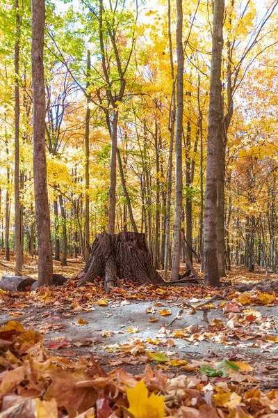 Gran Tocón Primer Plano Hermoso Bosque Arce Con Hojas Doradas —  Fotos de Stock