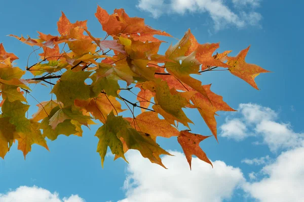 Větev Barevného Podzimního Javoru Opouští Pozadí Modré Oblohy Bílými Mraky — Stock fotografie