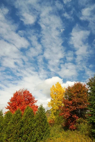 Φθινόπωρο Πολύχρωμα Δέντρα Κάτω Από Μπλε Ουρανό Λευκά Σύννεφα — Φωτογραφία Αρχείου