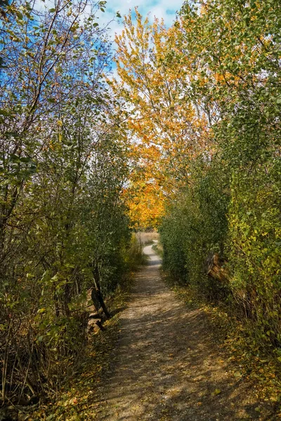 秋天枫树金叶下的蜿蜒小径 — 图库照片