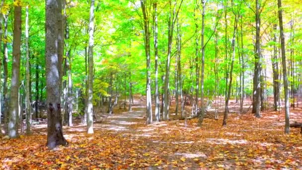 Javorový Les Stále Zelený Ale Listy Žloutnou Rudnou Padají Zem — Stock video