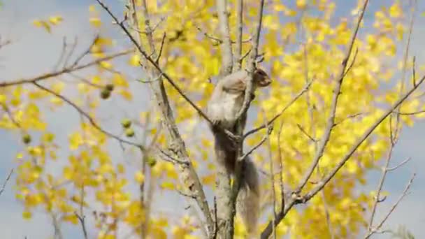 Écureuil Une Belle Fourrure Argentée Est Assis Dans Vent Sur — Video