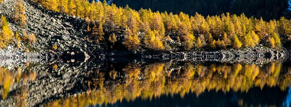 Árvores amarelas no lago — Fotografia de Stock