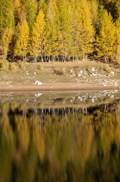 Yellow trees in the lake — Stock Photo, Image