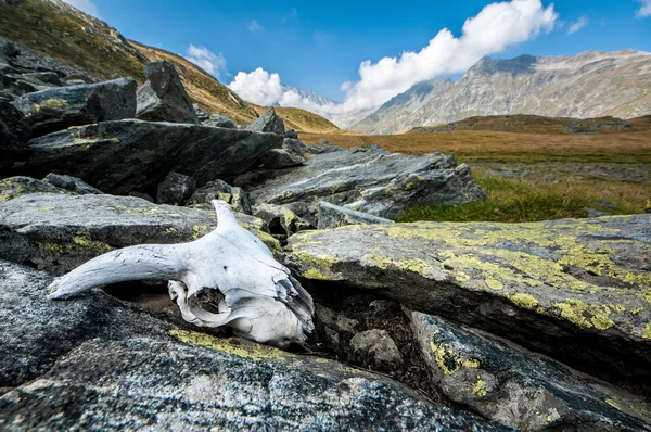 Teschio in montagna — Foto Stock