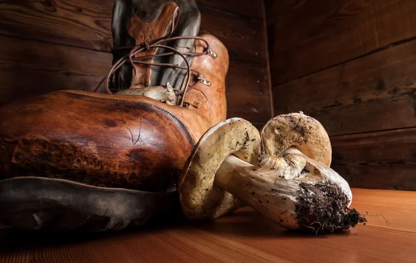 Funghi e legno Fotografia Stock