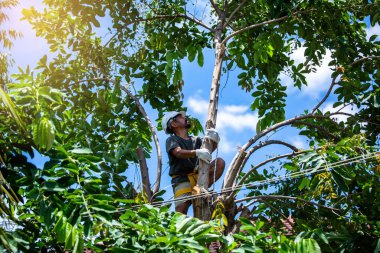 Asyalı işçiler, yükseklerden düşme ve bir parkta veya bahçede ağaç dalları için ağaçlara tırmanma gibi koruyucu ekipmanlar giyiyorlar..