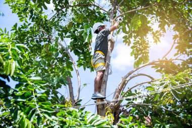 Asyalı işçiler, yükseklerden düşme ve bir parkta veya bahçede ağaç dalları için ağaçlara tırmanma gibi koruyucu ekipmanlar giyiyorlar..