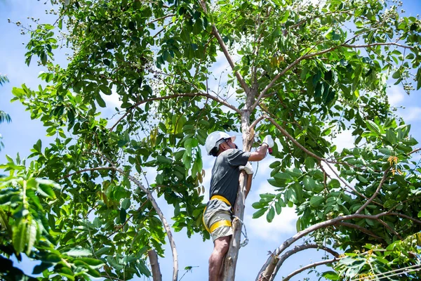 Asian worker is Wear protective equipment from falling from heights and climbing trees for trim branches in a park or garden.