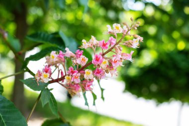 Yeşil yaprakların arka planında açan Bahar Kestane ağacı dalı. Kiev, Ukrayna. Çiçekli at kestanesi ağacının pembe mumları (Aesculus hipocastanum, Conker tree) çiçek açmış.. 