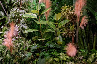 Çiçek saksısına kauçuk ağaç dikmek. Odada farklı güzel bitkiler var. Evde tropik bir bahçe var. Bir sürü yeşil ev bitkisi var. Güzel veranda. Ev bitkileri bakım konsepti. Ev dekorasyonu.