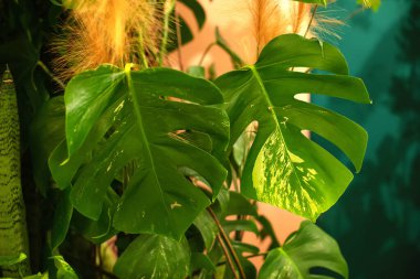 Monstera Philodendron bitkisinin yeşil yaprakları. Yaklaşın, tropik ev bitkileri ve orman kavramları. Evde tropik bir bahçe var. Evde saksıda yeşil bitkiler var. Ev bitkileri bakım yapar. Ev dekorasyonu.