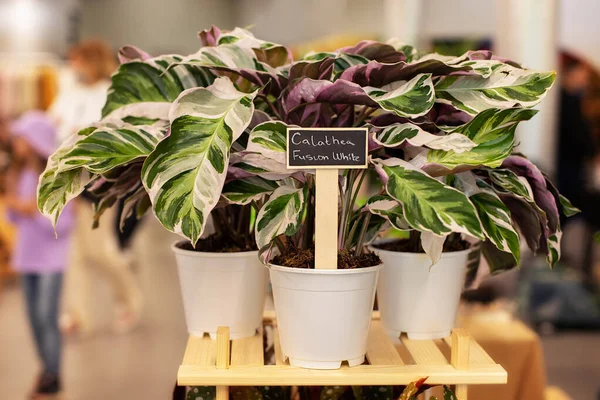 Piante Appartamento Tropicali Calathea Fusion Con Bellissimo Motivo Strisce Vasi — Foto Stock