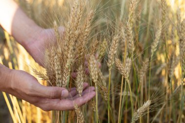 Erkek el buğday tarlasında altın buğday kulağına dokunuyor. Eller çiftçi mısır gevreği dikenlerine dokunur. Korunma kavramı, tahıl bakımı. Hasat konsepti. Olgunlaşan buğday kulaklarına dokunan çiftçinin eli. 