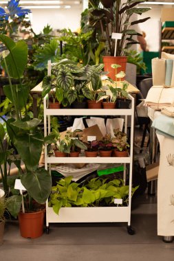 Ev bahçesi konsepti. Bitkiler sever, şehir ormanı. Farklı ev bitkileri ve saksılarda süslü bitkiler. Balkondaki çiçek bahçesinin kompozisyonu. Çömlek içinde dekoratif yeşil bitkiler. seçici odak