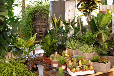 Ev bitkileri. Buda kafası şeklinde bir saksı ve saç stili gibi büyüyen yeşil bir bitki. Şık bir ev dekoru. Evde tropik bir bahçe var. Bir sürü yeşil ev bitkisi saksılarda. İçerideki yeşil veranda. 