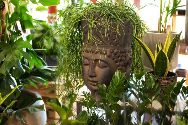 Buddha kafası şeklinde seramik saksı ve saç stili gibi büyüyen yeşil bitki. Evde tropik bir bahçe var. Saksıdaki yeşil bitkiler. Kapalı alanda yeşil veranda. Ev bitkileri. Tarz ev dekoru. 