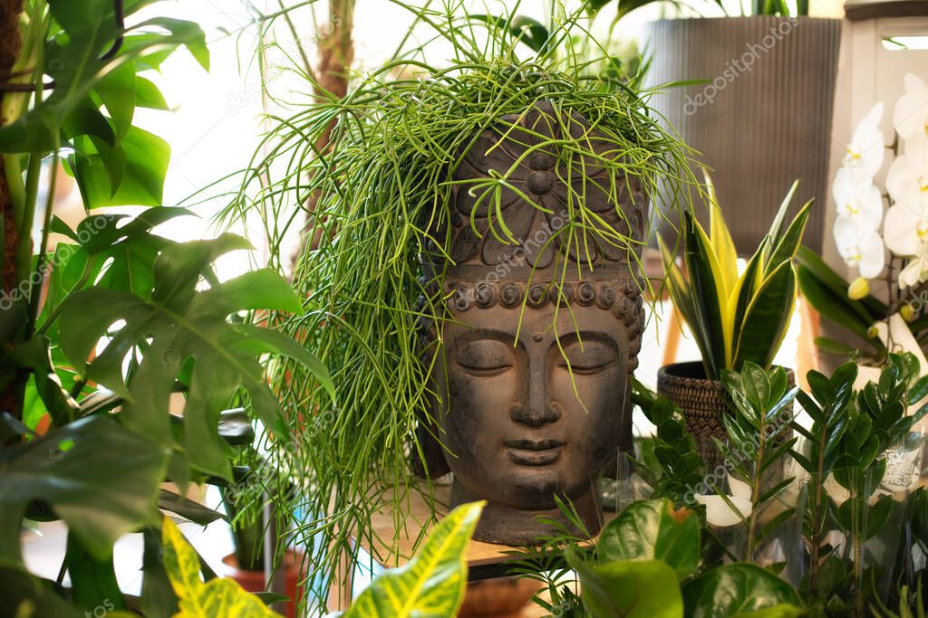 Vaso Fiori Ceramica Forma Testa Buddha Con Pianta Verde Che - Foto