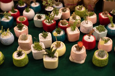 Ev mini sulu ve kaktüs bahçesi. Çeşitli türde mini kaktüsler, zebra bitkileri, echeveria kalanchoe sulu ev bitkileri seramik kaplarda. Farklı saksılarda ev bitkileri, kopyalama alanı. Bitki bakımı. 