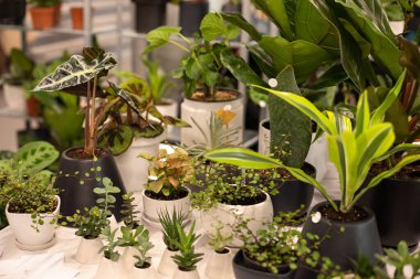 Composition of flowers and mini plants at indoors home garden. Decorative green plants in ceramic pots. Plant care concept. House urban jungle. ultivation different houseplants and ornamental plants.
