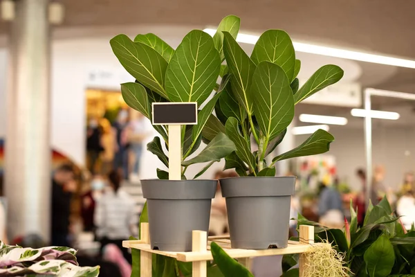 Fiddle leaf fig tree or Ficus Lyrata in flower pot. Green leaves of bush of house plant.  Home potted plants on the wooden table. Home gardening, interior decoration at home. Houseplant Care concept.