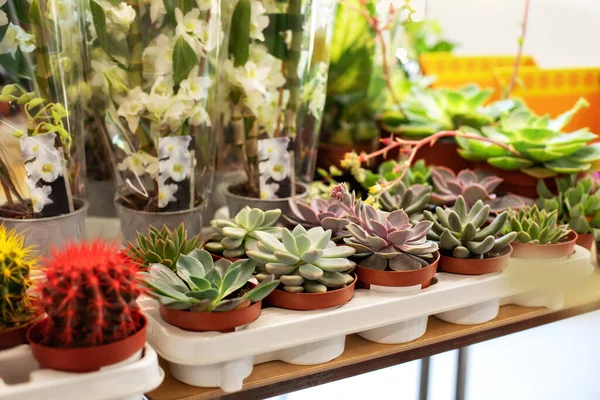 Mağazadaki raflarda bir sürü dekoratif sulu şey var. Ev mini sulu ve kaktüs bahçesi. Çeşitli türde mini bitkiler, echeveria kalanchoe sulu saksılarda bitkiler. Bitki bakımı. 