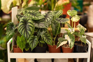 Çömlek içinde dekoratif yeşil bitkiler. Ev bahçesi konsepti. Bitkiler sever, şehir ormanı. Saksıda bitkiler ve süs bitkileri. Bitki bakımı. Alocasia bitkileri. Balkondaki çiçek bahçesinin kompozisyonu. 