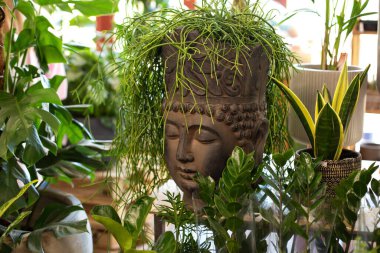 Buddha kafası şeklinde seramik saksı ve saç stili gibi büyüyen yeşil bitki. Evde tropik bir bahçe var. Saksıdaki yeşil bitkiler. Kapalı alanda yeşil veranda. Ev bitkileri. Tarz ev dekoru. 