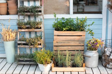 Gardening concept. Cozy Exterior wooden porch of house with green plants, spikelets and flowers in box in backyard home in summer. Spicy herbs in pot on outdoor on terrace. Cozy decor veranda at house