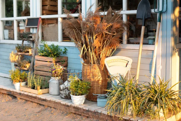 Bahçıvanlık. Evdeki rahat dekor verandası. Mavi ev, köy tarzı. Yazın arka bahçedeki evde yeşil bitkiler, kurumuş çiviler, çiçekler ve otlar. Baharatlı otlar terasta tencerelerde. 