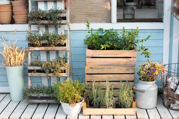 Gardening concept. Cozy Exterior wooden porch of house with green plants, spikelets and flowers in box in backyard home in summer. Spicy herbs in pot on outdoor on terrace. Cozy decor veranda at house