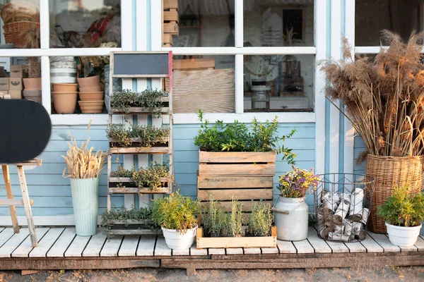 在后院的家 有绿色的植物 干的小穗 花和潘帕斯草 露台上的花盆里有香料 舒适的蓝色房子乡村风格 舒适的室内装饰阳台 — 图库照片
