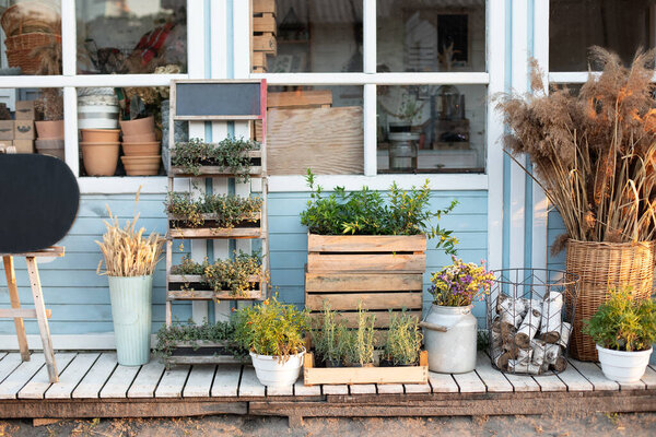 Green plants, dried spikelets, flowers and pampas grass in backyard home in summer. Spicy herbs in pots on outdoor on terrace. Cozy blue house Rustic style. Cozy decor veranda at house. Gardening 