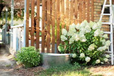 Beyaz ortanca çiçekleri ve ahşap evin arka bahçesinde eski demir kase, açık hava terasında yaz dekorasyonu. Bahçedeki galvanize leğen, evdeki ahşap duvara karşı. Arka bahçede metal banyo.