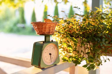 Açık pazarda eski, güzel ağırlık terazileri. Antika denge terazisiyle limonlu bir sokak dükkanının gösterimi. 