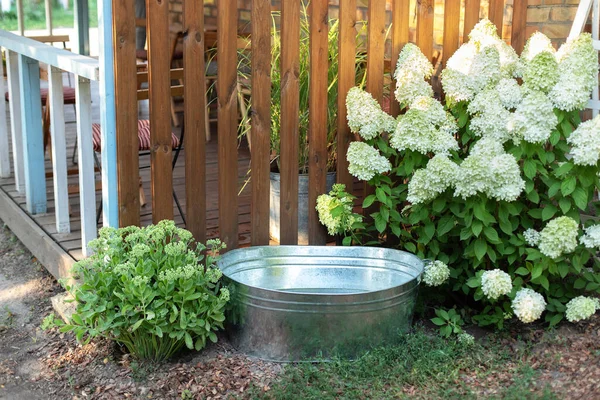 Blommande Buskar Vit Hortensia Och Gammal Järnskål Baksidan Trähus Sommar — Stockfoto