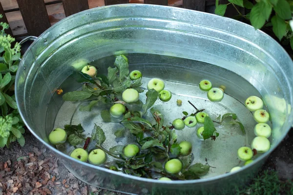 Basin Water Apples Summer Garden Old Iron Bowl Fruts Backyard — Stock Photo, Image