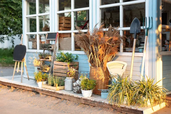 Evdeki rahat dekor verandası. Mavi ev, köy tarzı. Yazın arka bahçedeki evde yeşil bitkiler, kurumuş çiviler, çiçekler ve otlar. Baharatlı otlar dışarıda, terasta saksılarda. Bahçıvanlık 
