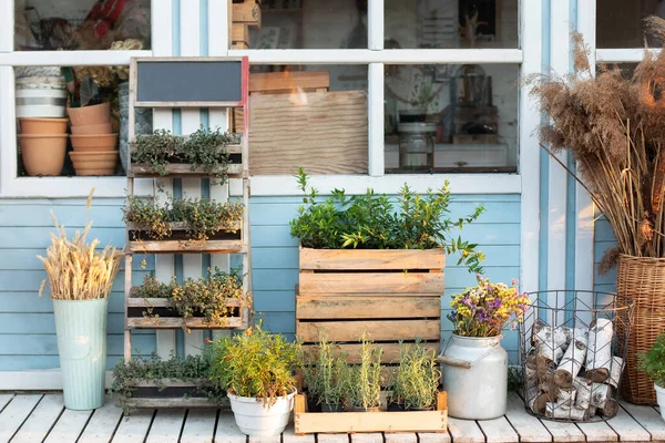 Plantes Vertes Épillets Séchés Fleurs Herbe Pampa Dans Maison Arrière — Photo