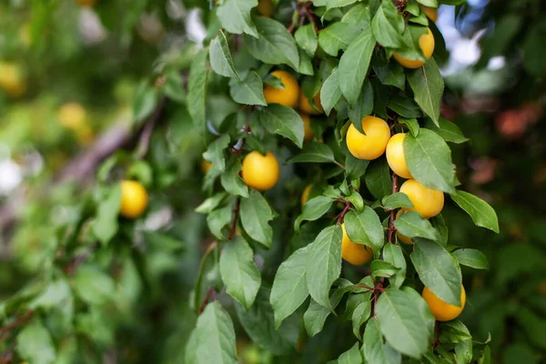 Ripe yellow plums hanging from tree branch ready to be harvested. apricot on tree branch in the orchard. View of fresh organic fruits with green leaves on tree branch in the fruit garden. Prunus