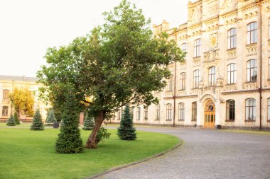 landscaped park with different trees, evergreen and seasonal plants in backyard. Sunlit landscape with blue spruce. Lawn in summer garden with pines. Decorative evergreen trees in landscape design