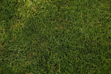 Bright green grass background. Top view texture of a beautiful fresh grass field. Green grass soccer field or golf background , sport summer background. copy space