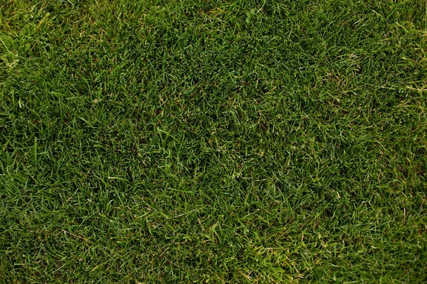 Bright green grass background. Top view texture of a beautiful fresh grass field. Green grass soccer field or golf background , sport summer background. copy space