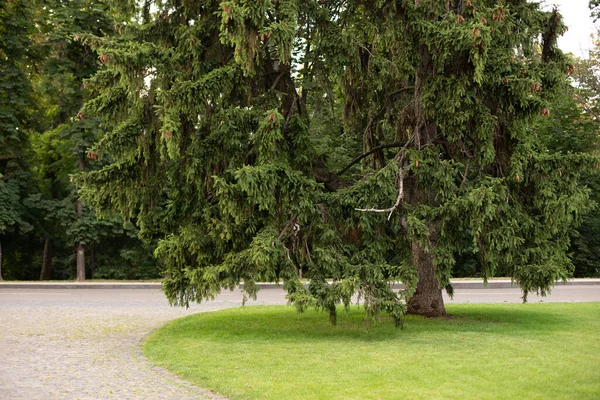 Landscaped Park Different Trees Evergreen Seasonal Plants Backyard Sunlit Landscape Photo De Stock