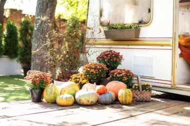 Cadılar Bayramı için dekore edilmiş ahşap veranda, Şükran Günü. Portakal kabakları ve sonbahar çiçekleri merdivenlerde. Sebzeler, sağlıklı yiyecekler. Hasat. Balkabağı ve kasımpatı dolu çanak çömlek bahçesinde sıraya girin.. 