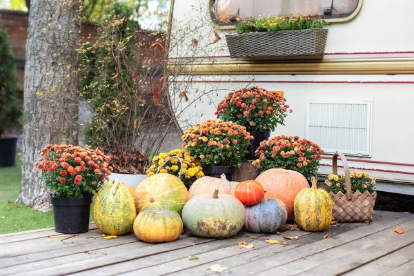 Fall Backyard with pumpkins and chrysanthemum in pots. Wooden Porch decorated for Halloween, Thanksgiving. Orange Pumpkins and autumn flowers on steps house. Vegetables, healthy eating. Harvesting.